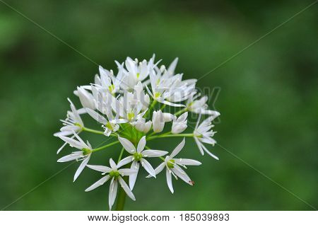 Wild garlic or bear garlic in bloom in forest in spring.