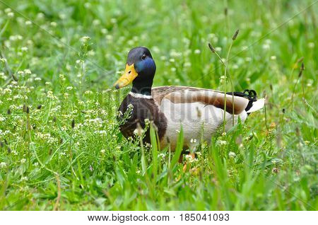Duck - Mallard (Male), mallard, eurasian wild duck, Anas platyrhynchos