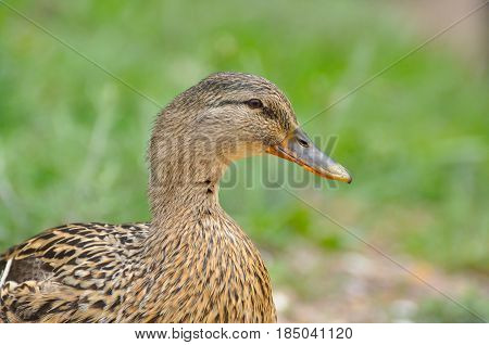 Female Mallard duck, mallard, eurasian wild duck, Anas platyrhynchos