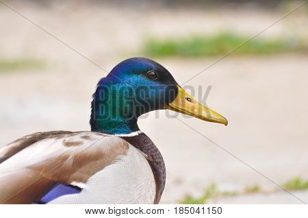 Duck - Mallard (Male), mallard, eurasian wild duck, Anas platyrhynchos