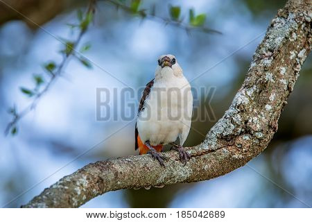 White-headed Buffalo Weaver or Dinemellia dinemelli perched on a branch in Serengeti National Park, Tanzania