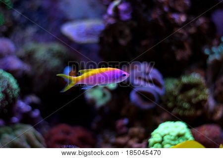 Evansi Athias Ocean fish in cora aquarium tank
