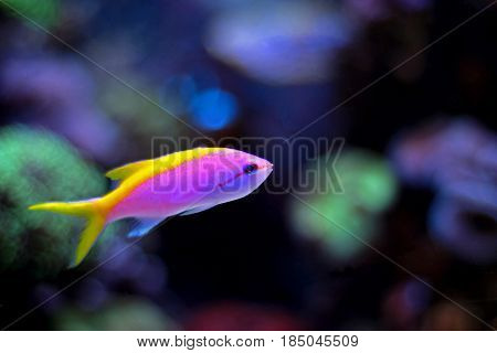 Evansi Athias Ocean fish in cora aquarium tank