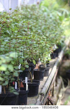 Plants in a hotbed