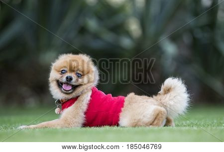 pomeranian pure bred dog on green grasso