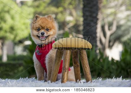 Pomeranian On Green Gass