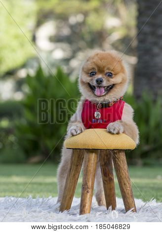 Pomeranian On Green Gass