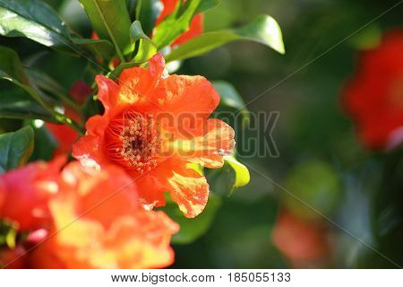 Close up in Portuguese gardens flowers. Amazing vibrant colorful Yellow and orange flowering in the garden at sunny summer or spring day.