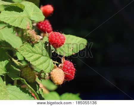Close up in Portuguese gardens flowers and fruits (Organic Raspberries on tree). Amazing contrast green, red and black flowering in the garden at sunny summer or spring day.