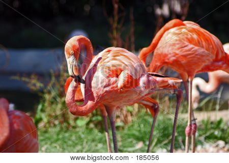 Flamingo