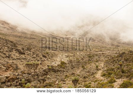 Track on Kilimanjaro on the Machame Route Whiskey. 3 day on the way