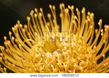 Close up in Portuguese gardens flowers (Pro tea Pin Cushion). Amazing colorful Yellow flowering in the garden at sunny summer or spring day.