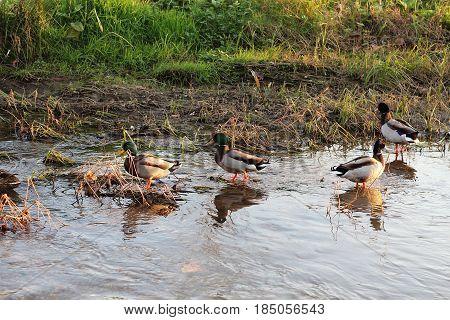 Happy and calm life in a natural park, countryside at sunset. Cute ducks in a calm Lake. Concepts of family, healthy lifestyles and happiness.