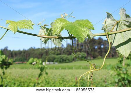 Douro river region in Portugal - Vineyards
