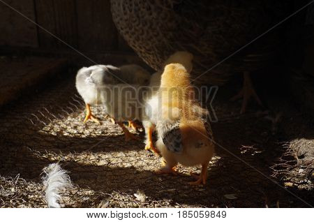 Lots of little chicks with their mama chicken in a cale at the agricultural farm.