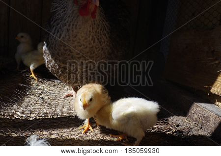 Lots of little chicks with their mama chicken in a cale at the agricultural farm.