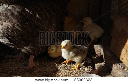 Lots of little chicks with their mama chicken in a cale at the agricultural farm.
