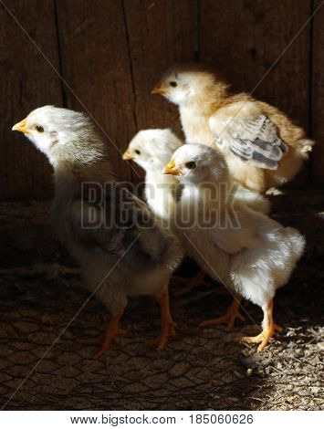 Lots of little chicks in a cale at the agricultural farm.