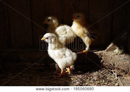 Lots of little chicks in a cale at the agricultural farm.
