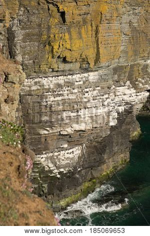 A Gullemot Nesting Colony On Multi-story Ledges On A Cliff Overlooking The Sea.