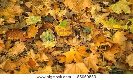 background with Carpet of autumn yellow leaves