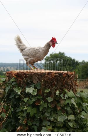 Chicken2