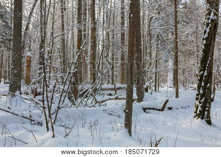 Snowfall after deciduousstand in morning with snow wrapped trees, Bialowieza Forest, Poland, Europe