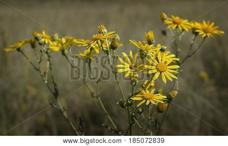 Chamomile, yellow chamomile, daisies, yellow daisies. Yellow daisies on the field. Natural background. Flower, yellow flowers. Steppe flowers.