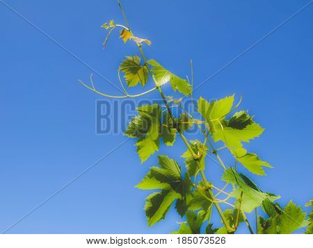 Grapevine Vitis