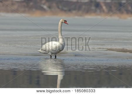 Graceful Swans On The River In Early Spring