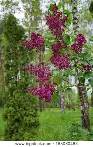 Lilac branch on a background of birch forest