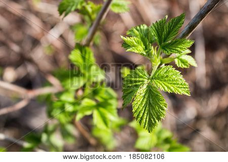 Leaves In Yellow Spots,crimson Branch, A Raspberry Bush, A Green Bush.