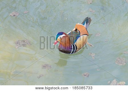 Mandarin Duck Close Up From Sile River, Italy
