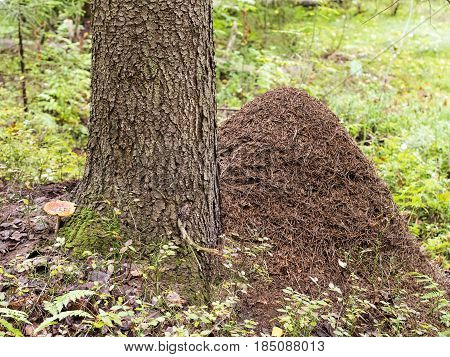 large anthill near a tree in the woods