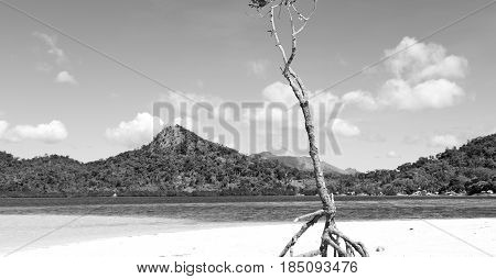 In The Beautiful  Island Cosatline And Tree