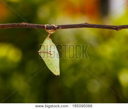 Chrisalis Of The Common Archduke Buttterfly  ( Lexias Pardalis Jadeitina ) Hanging On Twig