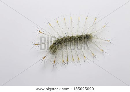 Caterpillar Of The Common Archduke Buttterfly In Dorsal View