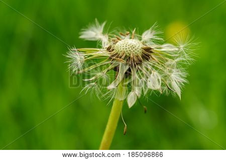 Spring Flowers Beautiful Dandelions In Green Grass.