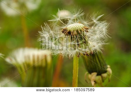 Spring Flowers Beautiful Dandelions In Green Grass.