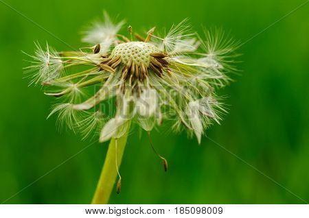 Spring Flowers Beautiful Dandelions In Green Grass.