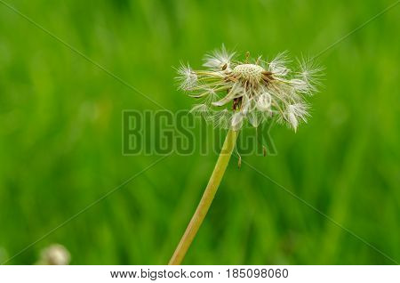 Spring Flowers Beautiful Dandelions In Green Grass.