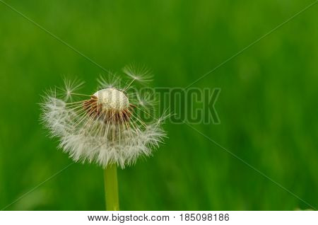 Spring Flowers Beautiful Dandelions In Green Grass.