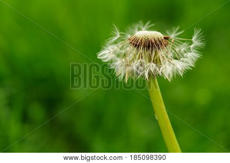Spring Flowers Beautiful Dandelions In Green Grass.