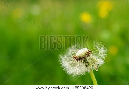 Spring Flowers Beautiful Dandelions In Green Grass.
