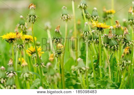 Spring Flowers Beautiful Dandelions In Green Grass.