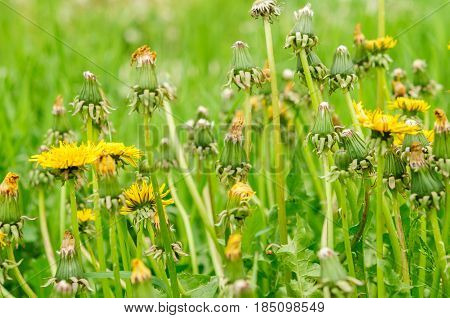 Spring Flowers Beautiful Dandelions In Green Grass.