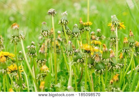 Spring Flowers Beautiful Dandelions In Green Grass.