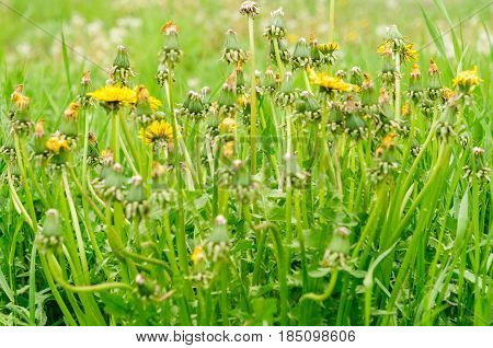 Spring Flowers Beautiful Dandelions In Green Grass.