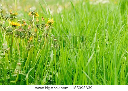 Spring Flowers Beautiful Dandelions In Green Grass.