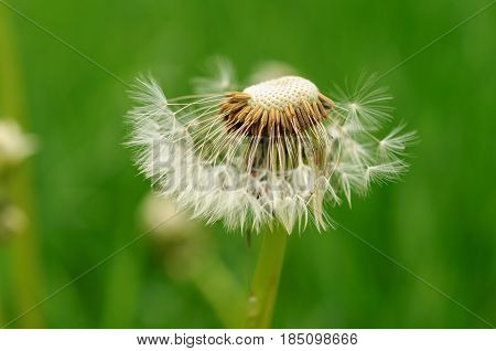 Spring Flowers Beautiful Dandelions In Green Grass.